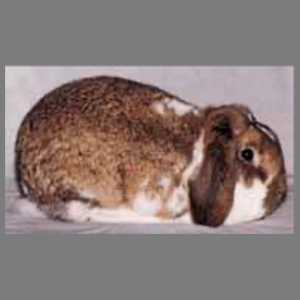 French Lop Butterfly Adult