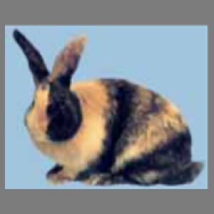 Harlequin Black Adult