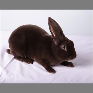 Standard Havana Rex Buck Adult