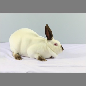 Standard Himalayan Rex Buck/Doe u/5