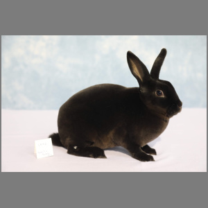 Standard Siamese Sable Rex Buck u/5