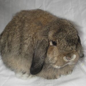 Cashmere Lop Agouti Pattern Adult