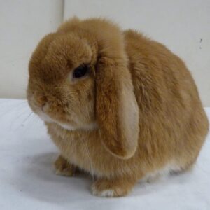 Mini Lop Orange/Fawn Adult