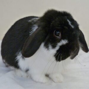Mini Lop Butterfly Adult
