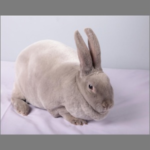 Standard Lilac Rex Buck/Doe Adult