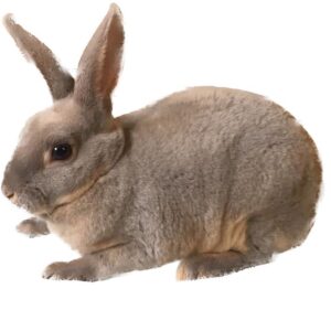 Mini Lilac Otter Rex Buck/Doe Adult