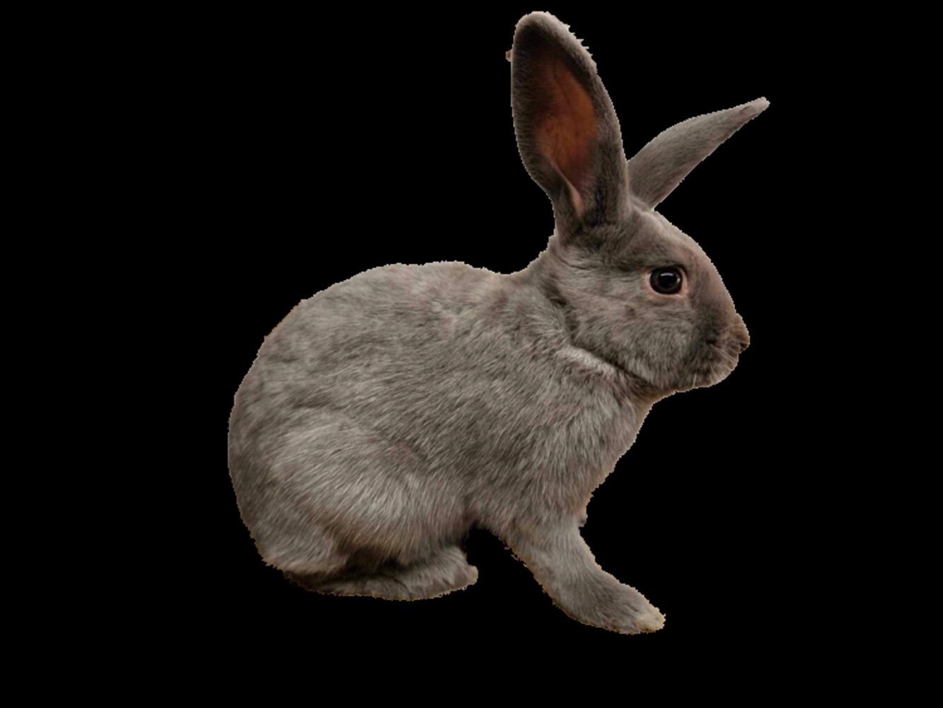 Siberian Lilac Adult