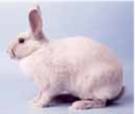 Lilac  Adult