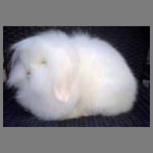 Mini Lion Lop REW u/5