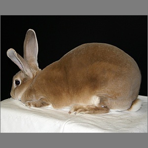 Standard Lynx Rex Buck/Doe Adult
