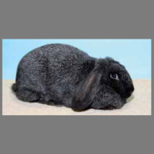 Meissner Lop Adult