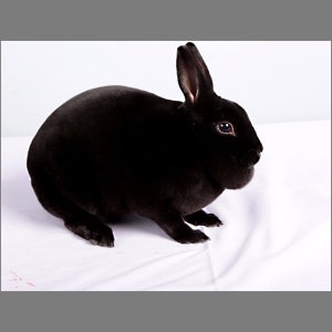 Mini Black Rex Buck/Doe Ad
