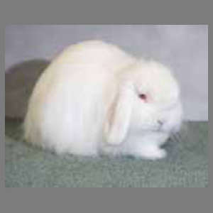 Mini Cashmere Lop REW Adult