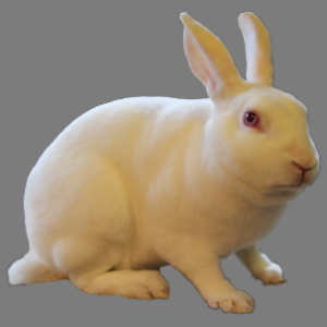 Mini Ermine Rex Buck/Doe Ad