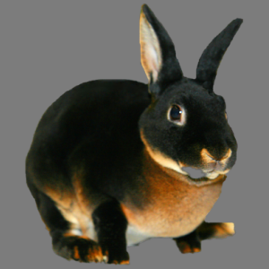Mini Black Otter Rex Buck/Doe Adult