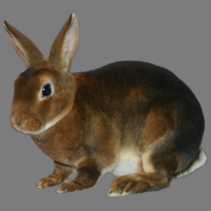 Mini Castor Rex Buck/Doe Adult