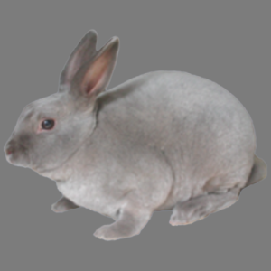 Mini Lilac Rex Buck/Doe Adult