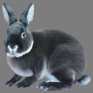 Mini Marten Seal Rex Buck/Doe Adult