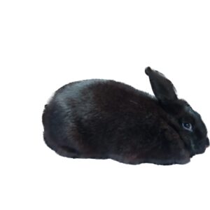 New Zealand Black Adult