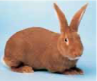 New Zealand  Red Adult