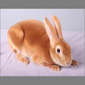 Standard Orange Rex Doe u/5
