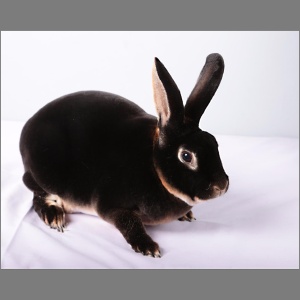 Standard Black Otter Rex Doe u/5