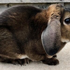 Agouti Plush Lop Adult