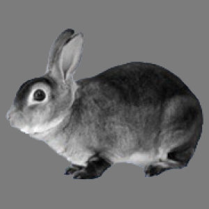 Mini Chinrex Buck/Doe Adult