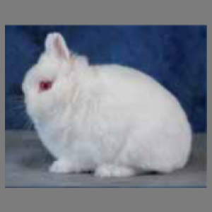 Netherland Dwarf REW Adult