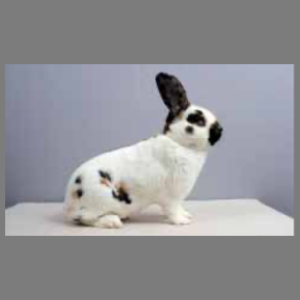 Rhinelander Adult