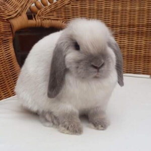 Mini Lop Sealpoint/Bluepoint Adult