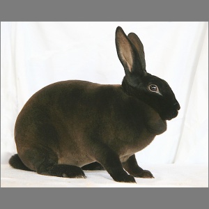 Standard Siamese Seal Rex Buck Adult