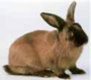 Sable Lt/Med Siamese Adult