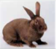 Siberian Brown Adult