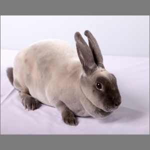 Standard Siamese Smoke Pearl Rex Buck/Doe Adult