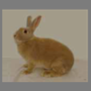 Sussex Marten AC Adult