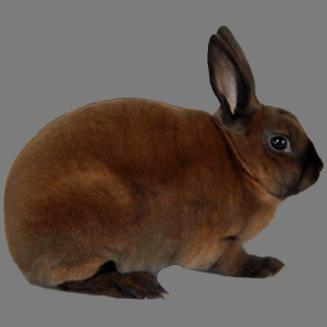 Mini AOC Rex Buck/Doe Adult