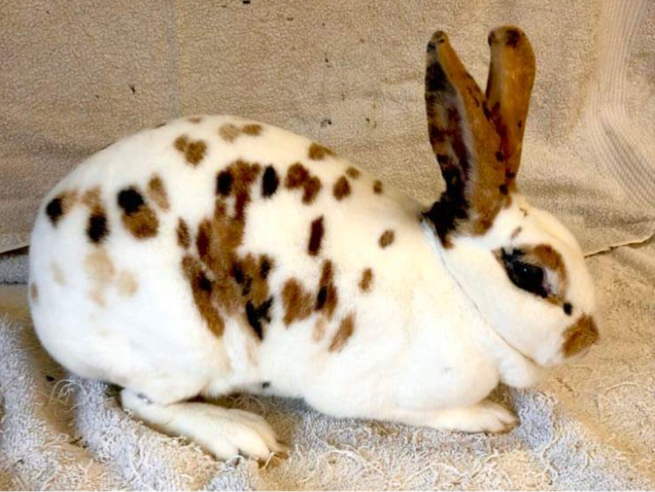 Standard Dalmatian Tri. Rex Buck/Doe u/5