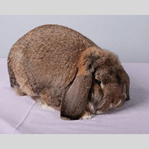 German Lop Agouti Adult