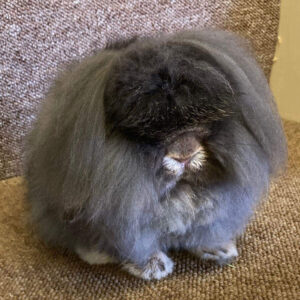 Mini Lion Lop Agouti Pattern Adult