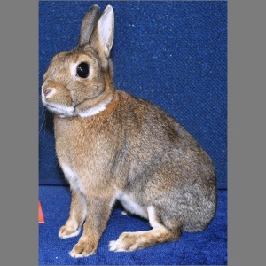 Polish Agouti Pattern u/5