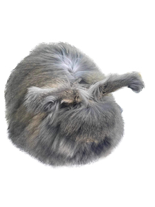 Angora Chin/Br Grey Adult