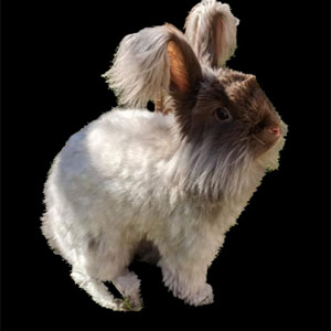 Angora Clipped Buck/Doe Adult