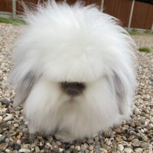 Mini Lion Lop AOC N/Self (Standardised Col) Adult