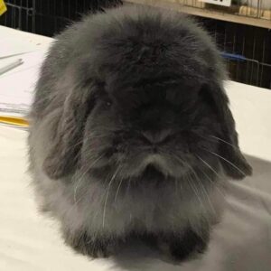 Mini Cashmere Lop AOC Self Adult