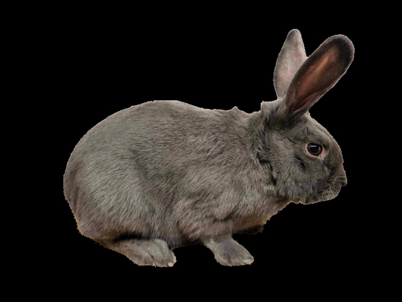 Siberian Blue Adult