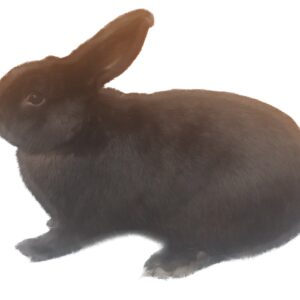 Beveren Black Adult