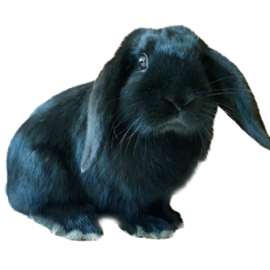 Dwarf Lop AOC Self Adult