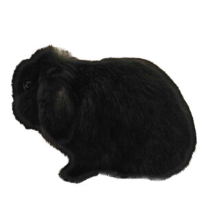 Mini Lop Black Adult