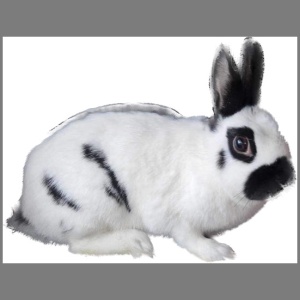 Black Mini Papillon Adult